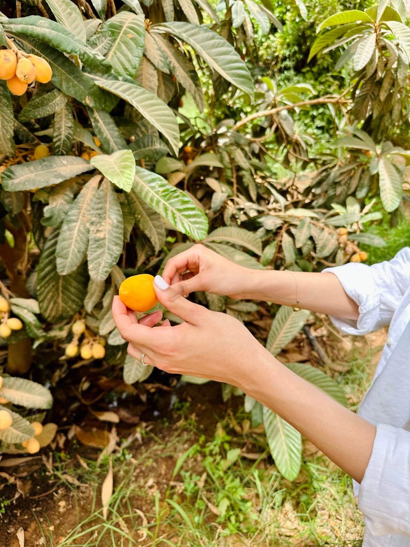 Agriculture et permaculture Tawrirt